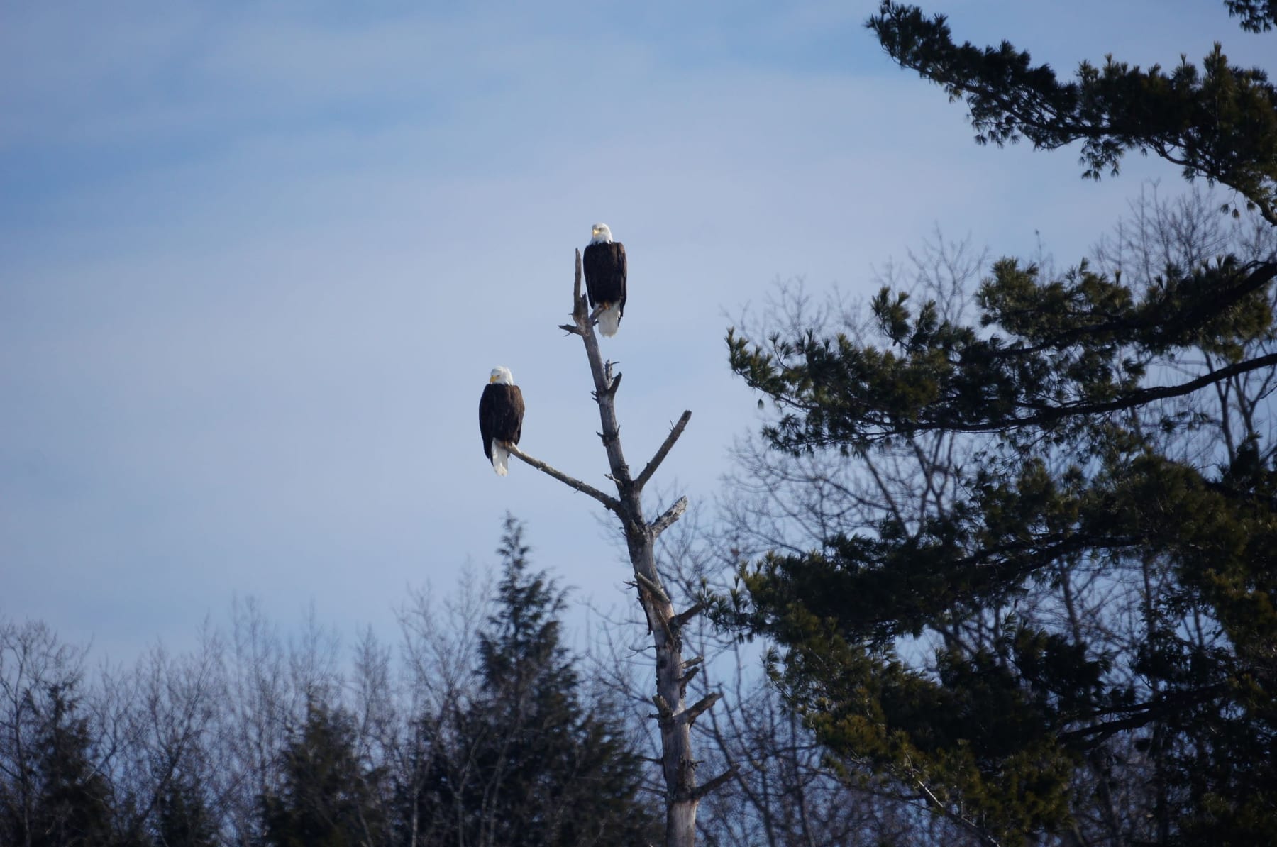 Two bald eagles perched on a tree branch in the woods adjacent to the Hulbert Outdoor Center.